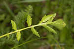 Creeping yellowcress